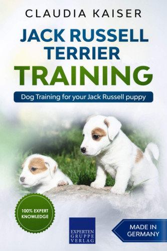 Jack russell terrier training - jack,