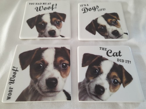 Jack russell terrier puppy - 4,