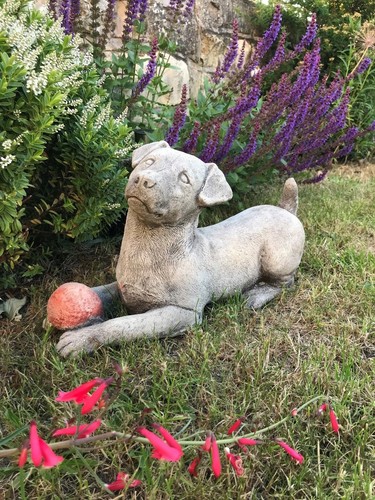Jack russell puppy - , with