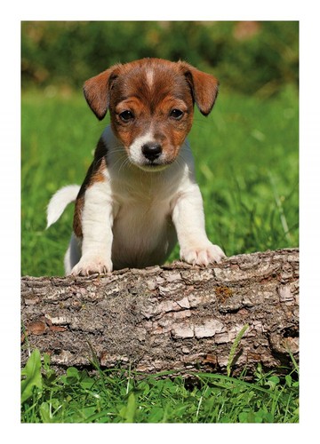 Birthday card jack russell - jack,