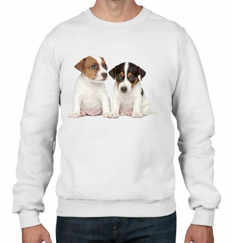 Jack russell puppies - jack,