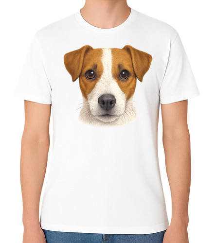 Jack russell terrier dog - jack,