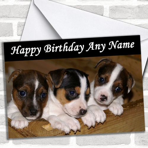 Jack russell puppy - russell, dogs