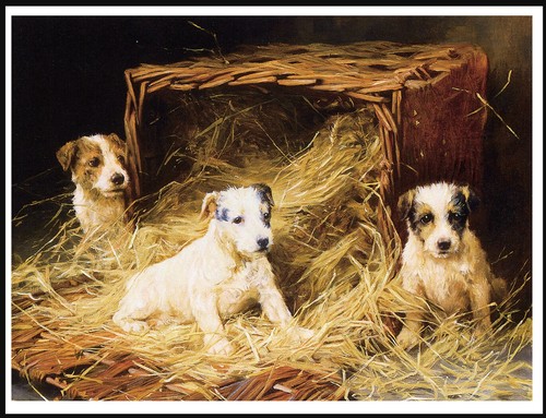 Jack russell terrier puppies - russell,