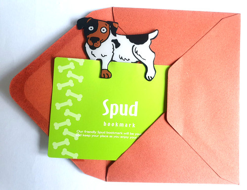 Jack russell terrier - russell, spud