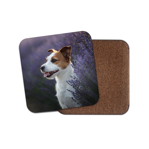 Cute jack russell - jack,