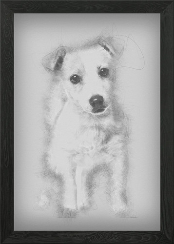 Jack russell puppy - jack,