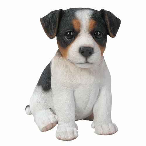 Tricolour jack russell dog - russell,