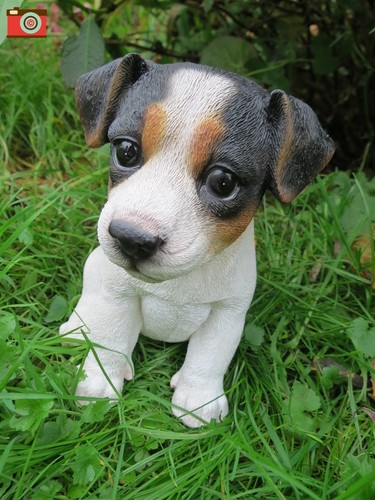 Jack russell puppy tri - jack,