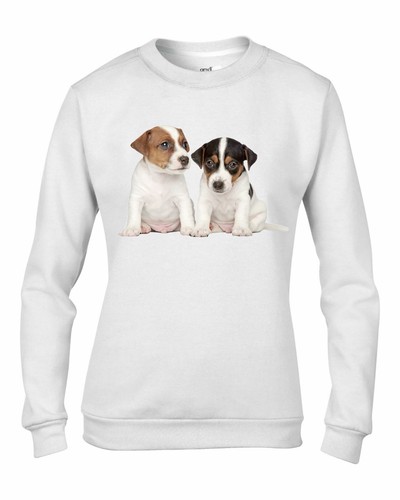 Jack russell puppies - jack,