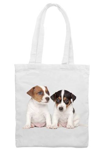 Jack russell puppies - jack, cotton