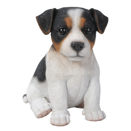 New tricolour jack russell dog - tricolour,