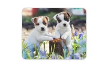 Adorable Jack Russell Puppies