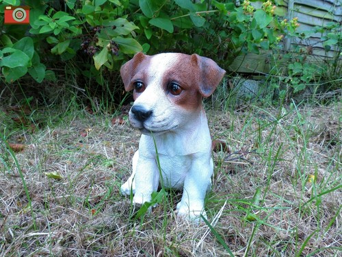 Jack russell puppy vivid - russell, puppy,